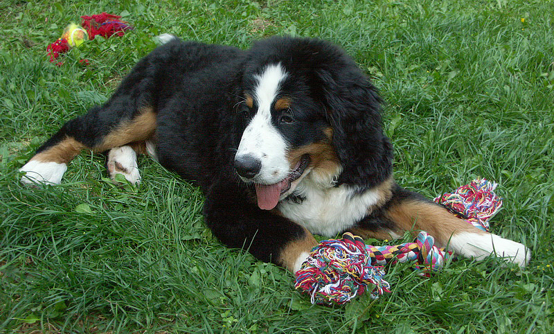 Anton PICT0887_Bildgröße ändern.jpg - Auf seiner kleinen aber feinen Wiese